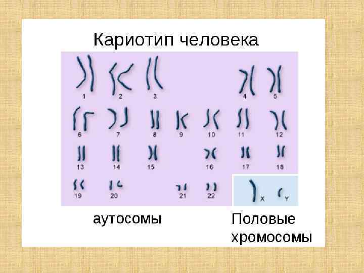 Какие хромосомы половыми. Кариотип аутосомы и половые. Кариотип человека (аутосомы, половые хромосомы).. Половых хромосом в кариотипе человека. Хромосомы аутосомы и гетерохромосомы.