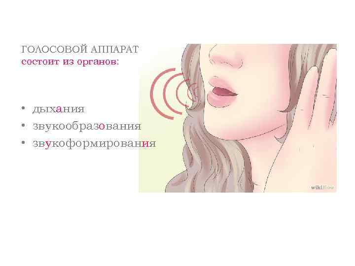 ГОЛОСОВОЙ АППАРАТ состоит из органов: • дыхания • звукообразования • звукоформирования 