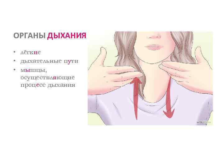 ОРГАНЫ ДЫХАНИЯ • лёгкие • дыхательные пути • мышцы, осуществляющие процесс дыхания 