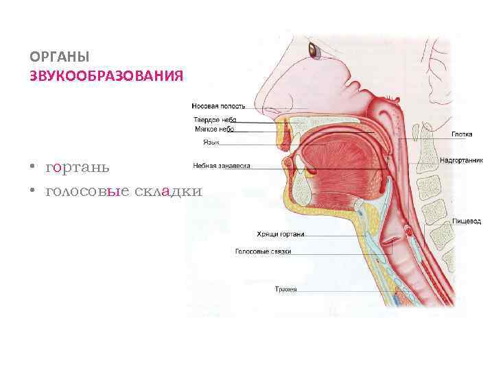 ОРГАНЫ ЗВУКООБРАЗОВАНИЯ • гортань • голосовые складки 