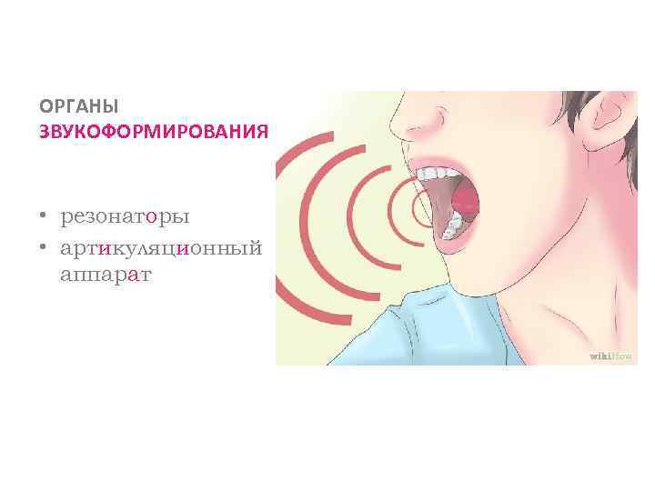 ОРГАНЫ ЗВУКОФОРМИРОВАНИЯ • резонаторы • артикуляционный аппарат 