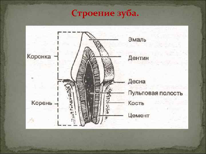 Укажите название зубов обозначенных на рисунке у млекопитающих