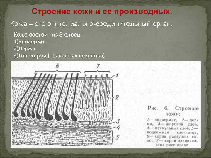 Анатомия кожи и ее производных