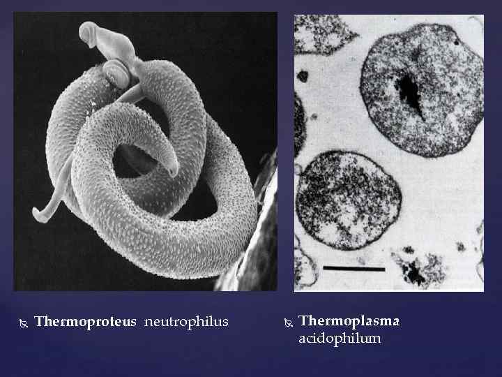  Thermoproteus neutrophilus Thermoplasma acidophilum 