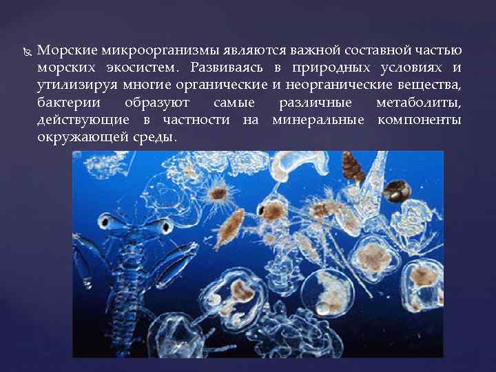  Морские микроорганизмы являются важной составной частью морских экосистем. Развиваясь в природных условиях и