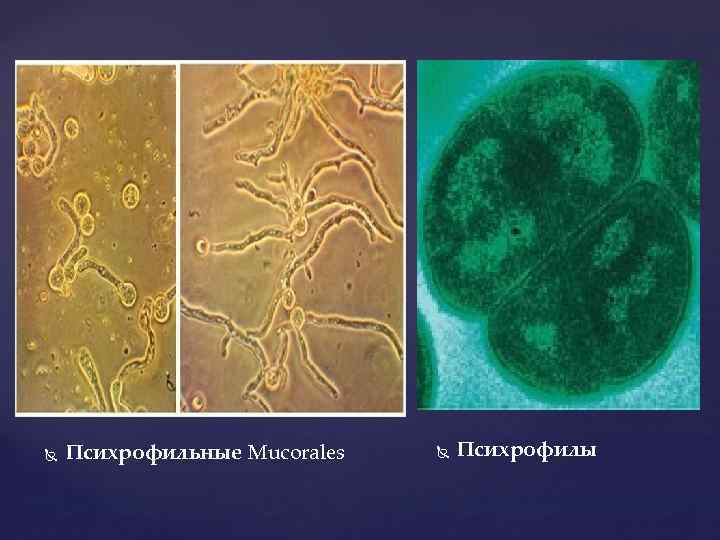  Психрофильные Mucorales Психрофилы 