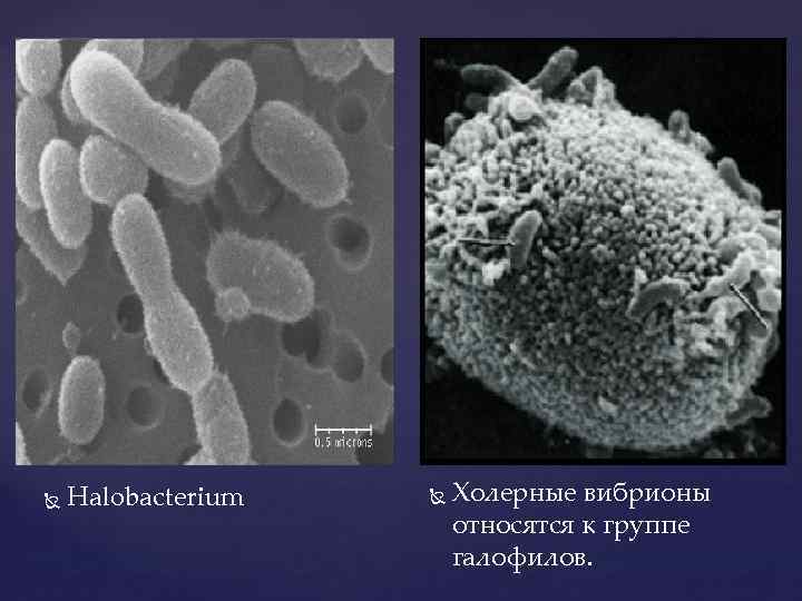  Halobacterium Холерные вибрионы относятся к группе галофилов. 