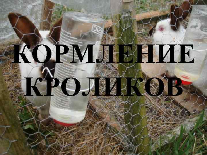 КОРМЛЕНИЕ КРОЛИКОВ 