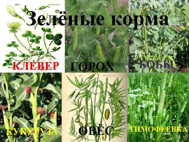 Зелёные корма КЛЕВЕР ГОРОХ КУКУРУЗА ОВЁС БОБЫ ТИМОФЕЕВКА 