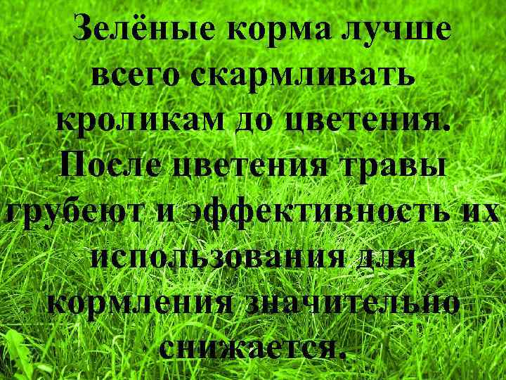 Зелёные корма лучше всего скармливать кроликам до цветения. После цветения травы грубеют и эффективность