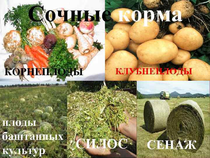 Сочные корма КОРНЕПЛОДЫ плоды баштанных культур КЛУБНЕПЛОДЫ СИЛОС СЕНАЖ 