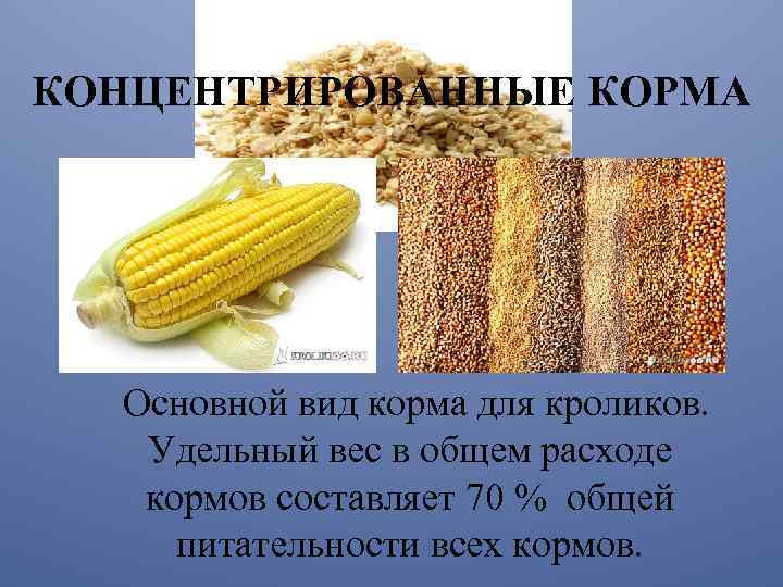 КОНЦЕНТРИРОВАННЫЕ КОРМА Основной вид корма для кроликов. Удельный вес в общем расходе кормов составляет