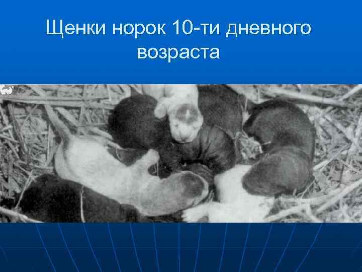 Щенки норок 10 -ти дневного возраста 