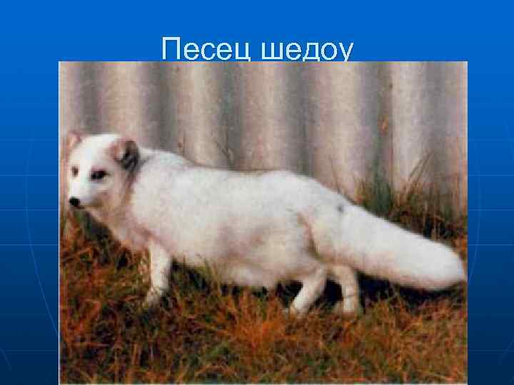 Песец шедоу 