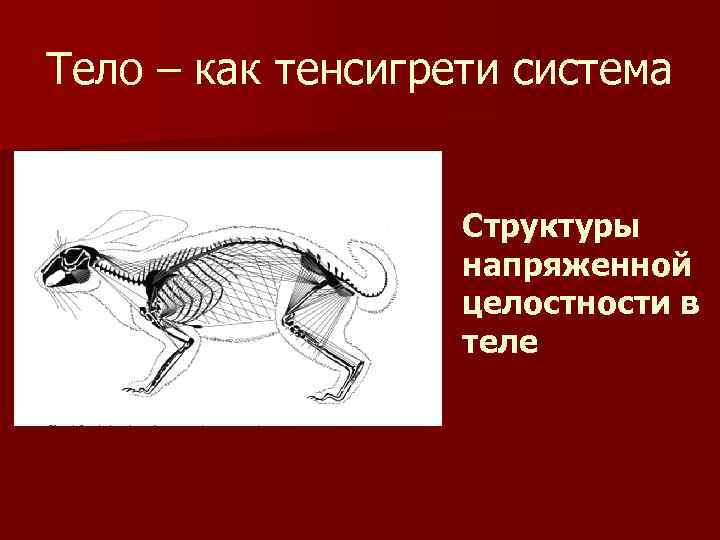 Тело – как тенсигрети система Структуры напряженной целостности в теле 
