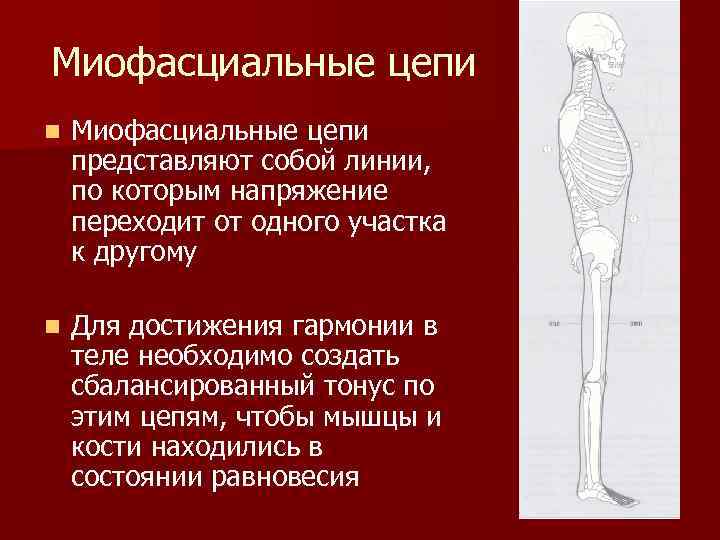 Миофасциальные цепи схема