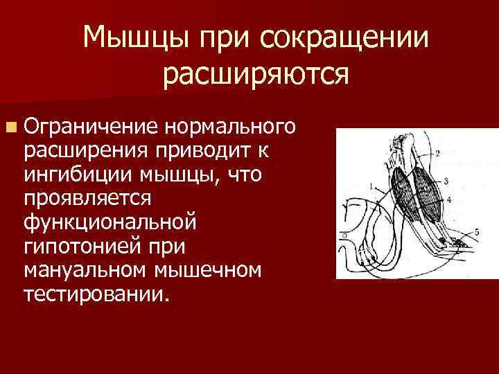 Мышцы при сокращении расширяются n Ограничение нормального расширения приводит к ингибиции мышцы, что проявляется