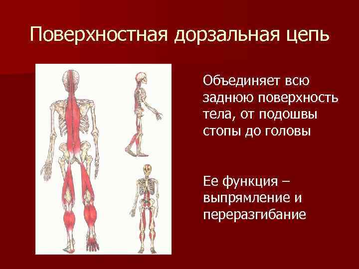 Поверхностная дорзальная цепь Объединяет всю заднюю поверхность тела, от подошвы стопы до головы Ее