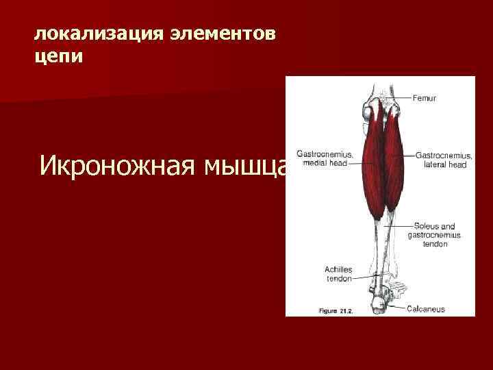 локализация элементов цепи Икроножная мышца 