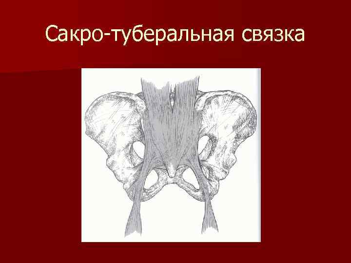 Сакро-туберальная связка 