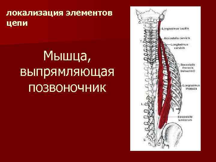 Выпрямитель позвоночника. Мышца выпрямляющая позвоночник. Глубинная мышечная цепь. Мышцы спины выпрямляющие позвоночник. Мышца разгибающая позвоночник.