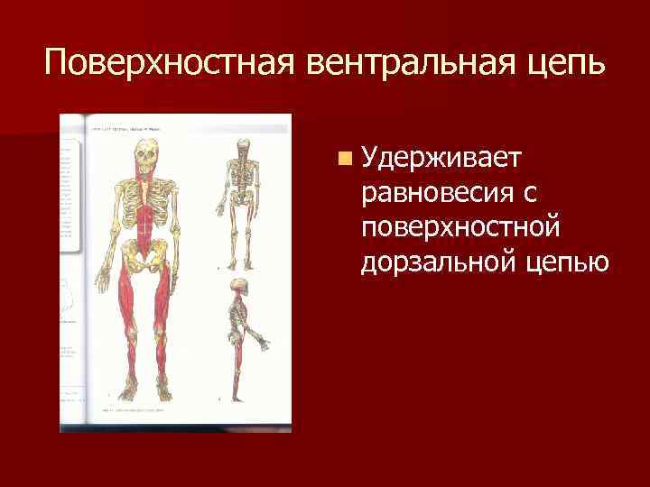 Поверхностная вентральная цепь n Удерживает равновесия с поверхностной дорзальной цепью 