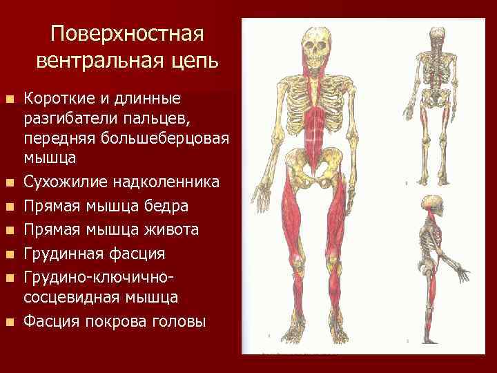 Поверхностная вентральная цепь n n n n Короткие и длинные разгибатели пальцев, передняя большеберцовая