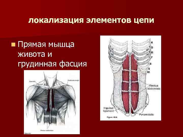 локализация элементов цепи n Прямая мышца живота и грудинная фасция 