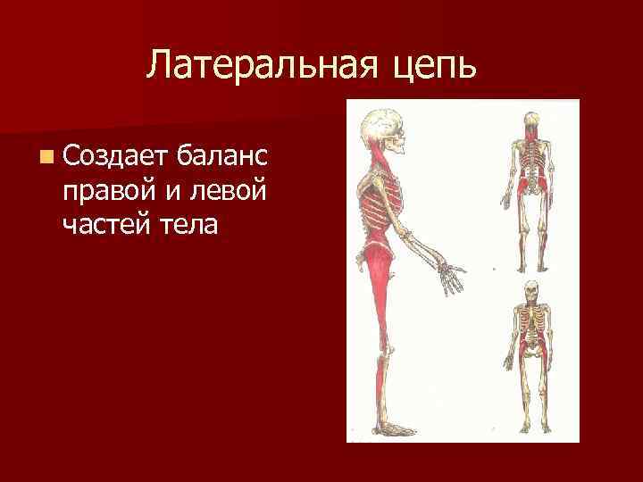 Латеральная цепь n Создает баланс правой и левой частей тела 
