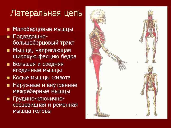 Миофасциальные поезда картинки