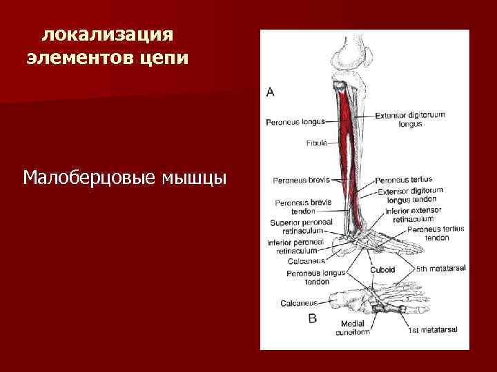 локализация элементов цепи Малоберцовые мышцы 