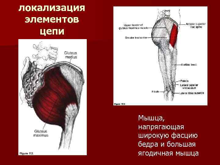 локализация элементов цепи Мышца, напрягающая широкую фасцию бедра и большая ягодичная мышца 
