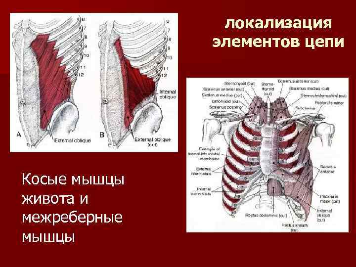 локализация элементов цепи Косые мышцы живота и межреберные мышцы 