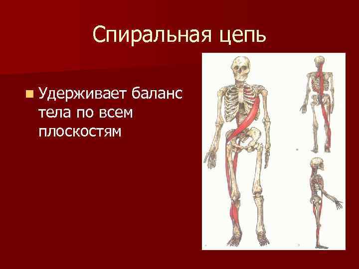 Спиральная цепь n Удерживает баланс тела по всем плоскостям 
