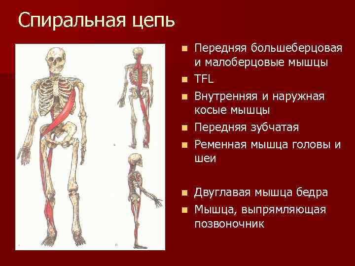 Спиральная цепь n n n Передняя большеберцовая и малоберцовые мышцы TFL Внутренняя и наружная