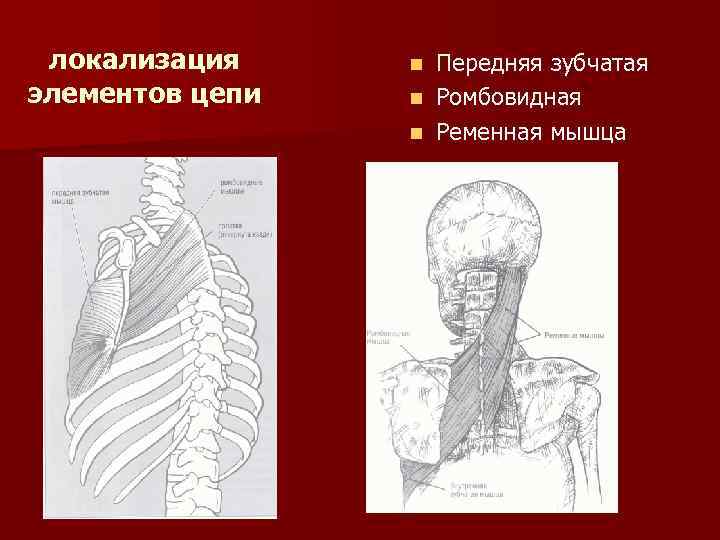 локализация элементов цепи Передняя зубчатая n Ромбовидная n Ременная мышца n 
