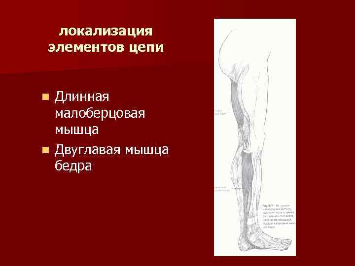 локализация элементов цепи Длинная малоберцовая мышца n Двуглавая мышца бедра n 