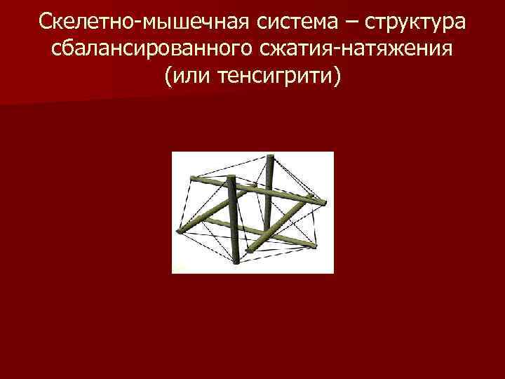 Скелетно-мышечная система – структура сбалансированного сжатия-натяжения (или тенсигрити) 