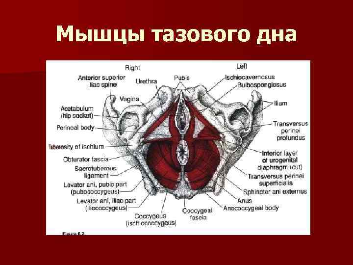 Как Разработать Мышцы Влагалища