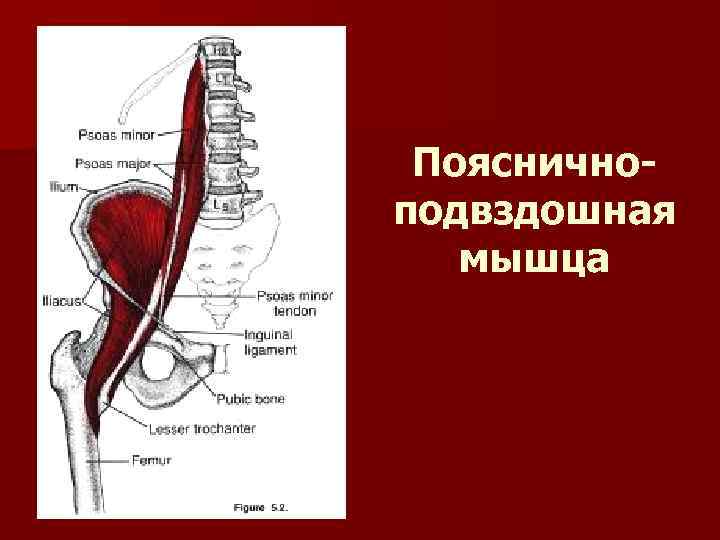 Поясничноподвздошная мышца 