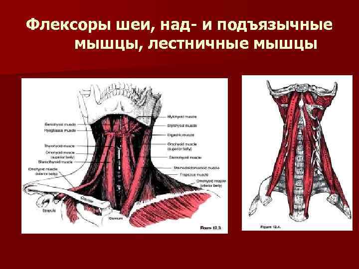 Лестничная мышца шеи фото