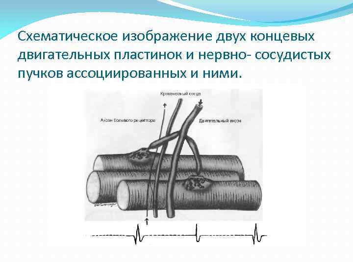 Схематическое изображение двух концевых двигательных пластинок и нервно- сосудистых пучков ассоциированных и ними. 