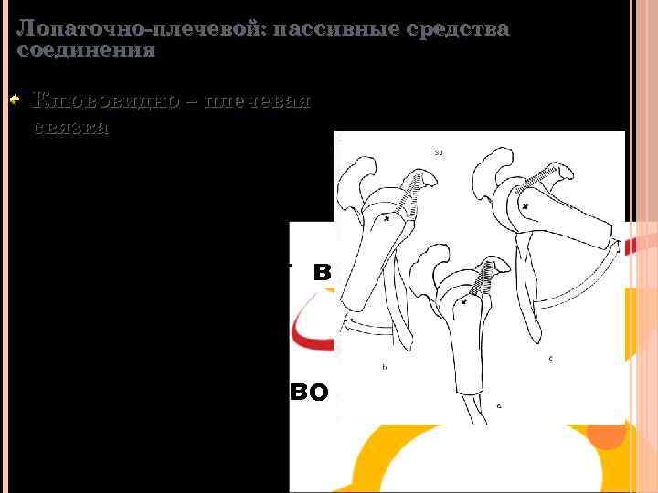 Лопаточно-плечевой: пассивные средства соединения Клювовидно – плечевая связка А –позиция в покое b- пучок