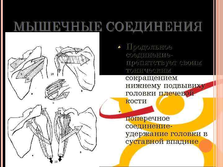 МЫШЕЧНЫЕ СОЕДИНЕНИЯ Продольное соединениепрепятствует своим тоническим сокращением нижнему подвывиху головки плечевой кости поперечное соединениеудержание