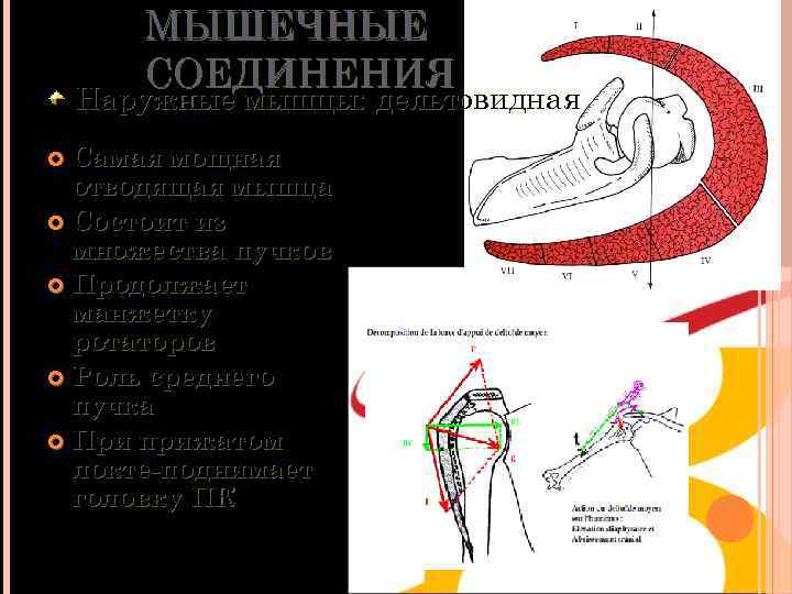 МЫШЕЧНЫЕ СОЕДИНЕНИЯ Наружные мышцы: дельтовидная Самая мощная отводящая мышца Состоит из множества пучков Продолжает