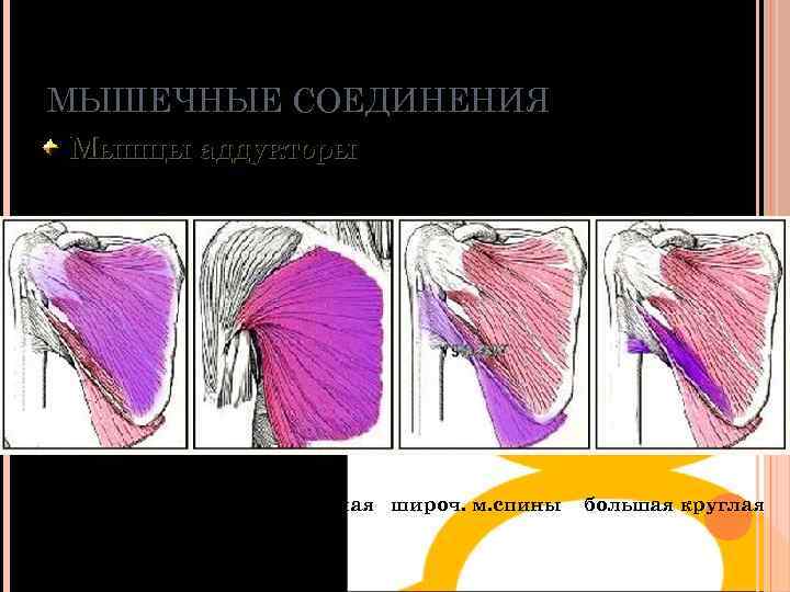 МЫШЕЧНЫЕ СОЕДИНЕНИЯ Мышцы аддукторы подлопаточная большая грудная широч. м. спины большая круглая 