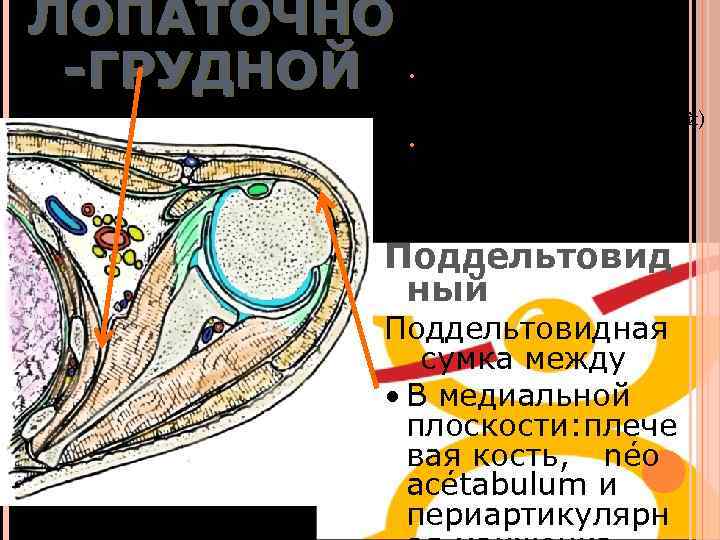 ЛОПАТОЧНО -ГРУДНОЙ : Syssarcose : плоскость скольжения лопатки : • Серозно-грудная сумка (между грудной