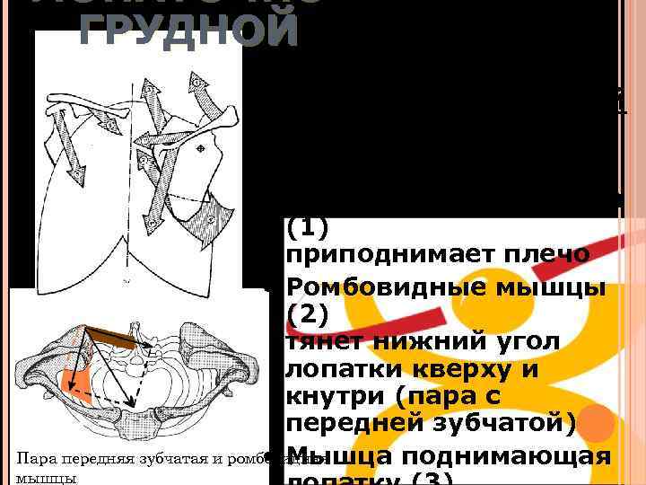 ЛОПАТОЧНОГРУДНОЙ Крепко подвешенный сустав • Трапецевидная мышца (1) приподнимает плечо • Ромбовидные мышцы (2)