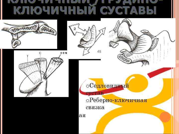 КЛЮЧИЧНЫЙ /ГРУДИНОКЛЮЧИЧНЫЙ СУСТАВЫ o. Плоский сустав o. Клювовидно-ключичная связка (Медиальная, латеральная) o. Седловидный сустав