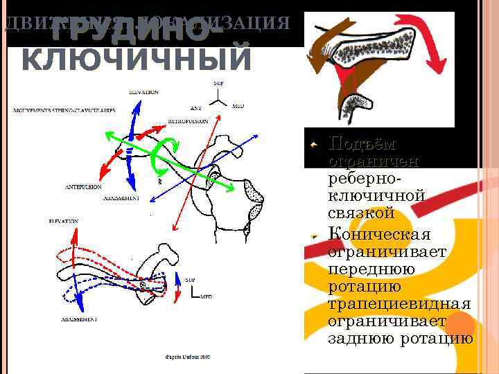 ГРУДИНОКЛЮЧИЧНЫЙ ДВИЖЕНИЯ: ЛОКАЛИЗАЦИЯ Подъём ограничен реберноключичной связкой Коническая ограничивает переднюю ротацию трапециевидная ограничивает заднюю